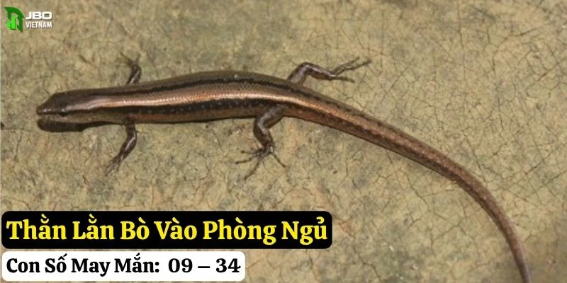 thằn lằn bò vào nhà jbo