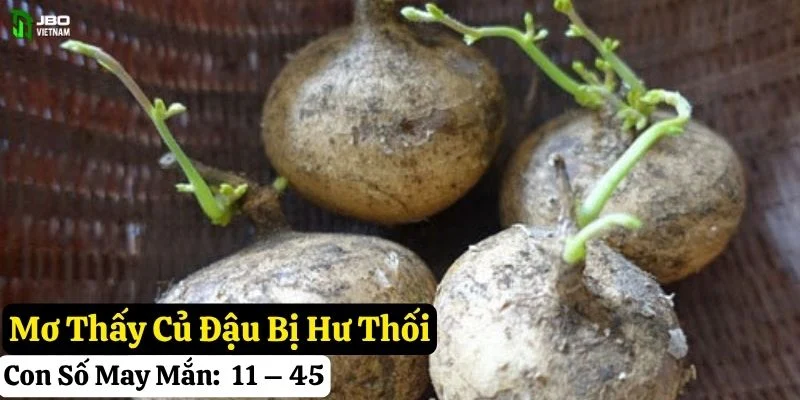 mơ thấy củ đậu