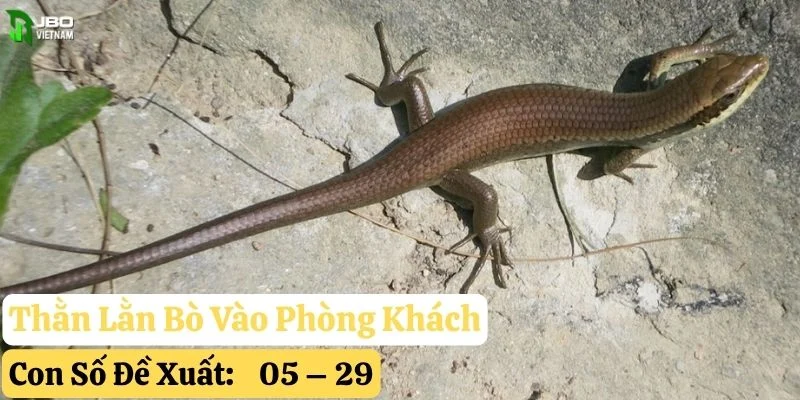 thằn lằn bò vào nhà