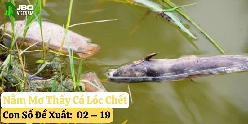 nằm mơ thấy cá lóc jbo