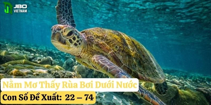 nằm mơ thấy rùa jbo