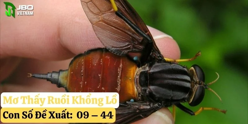 mơ thấy ruồi jbo