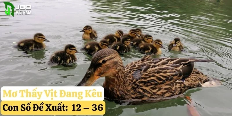 mơ thấy vịt jbo