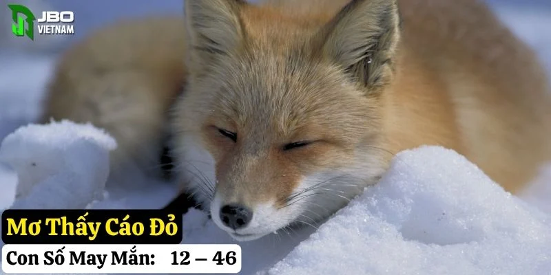 mơ thấy cáo