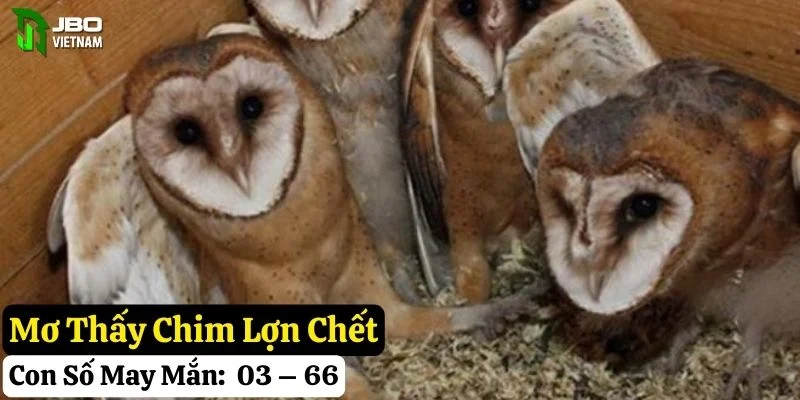 mơ thấy chim lợn