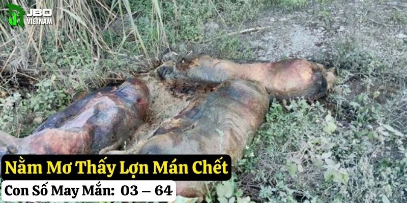 nằm mơ thấy lợn mán