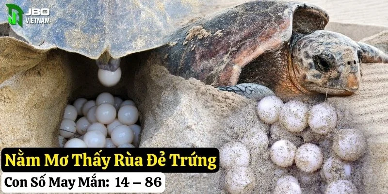 nằm mơ thấy rùa
