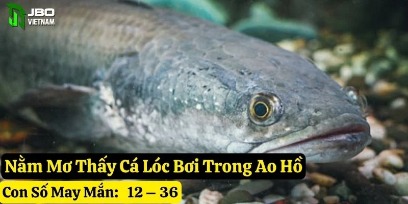 mơ thấy cá lóc