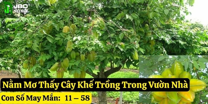 mơ thấy cây khế