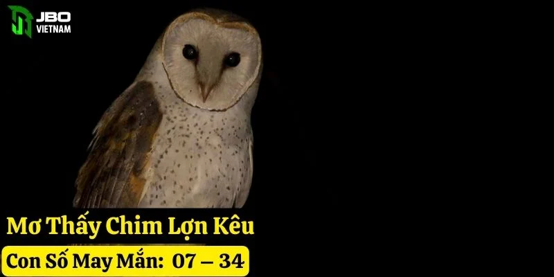 nằm mơ thấy chim lợn