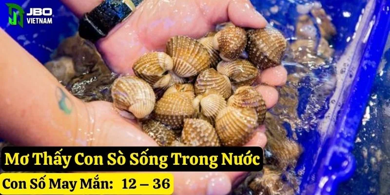 nằm mơ thấy con sò