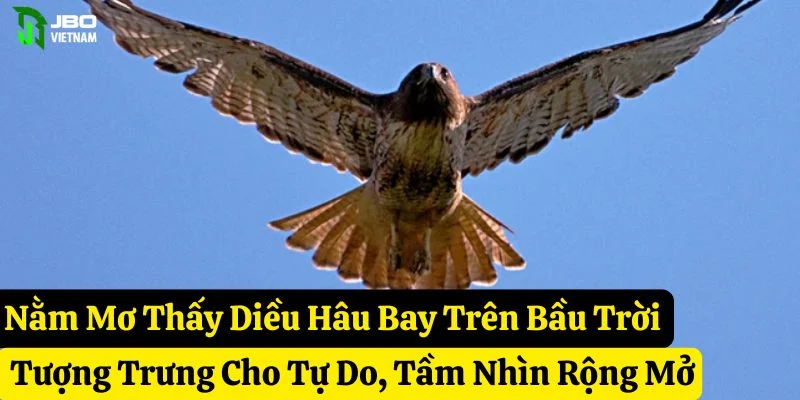 nằm mơ thấy diều hâu jbo