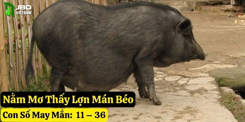 mơ thấy lợn mán