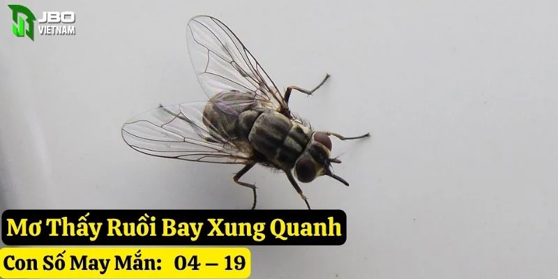 nằm mơ thấy ruồi