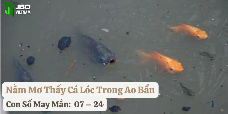 nằm mơ cá lóc