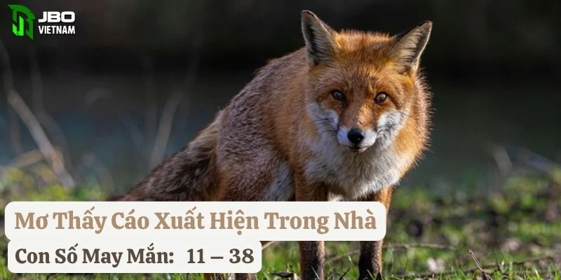 nằm mơ thấy con cáo