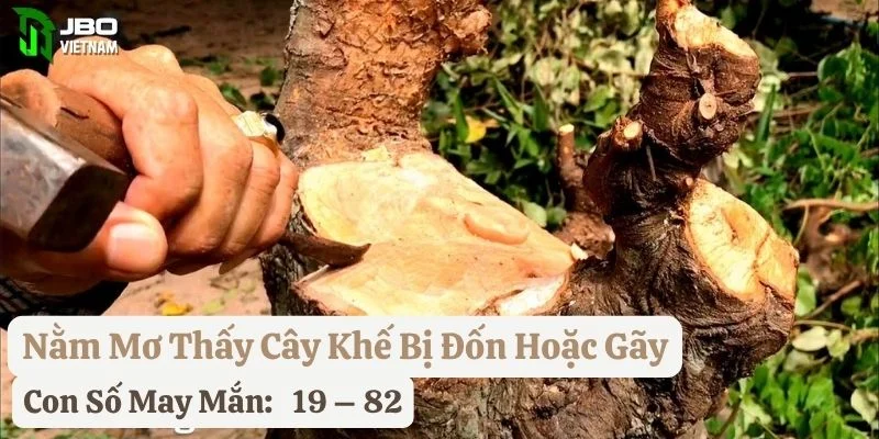 nằm mơ cây khế