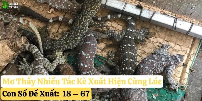 mơ thấy tắc kè jbo