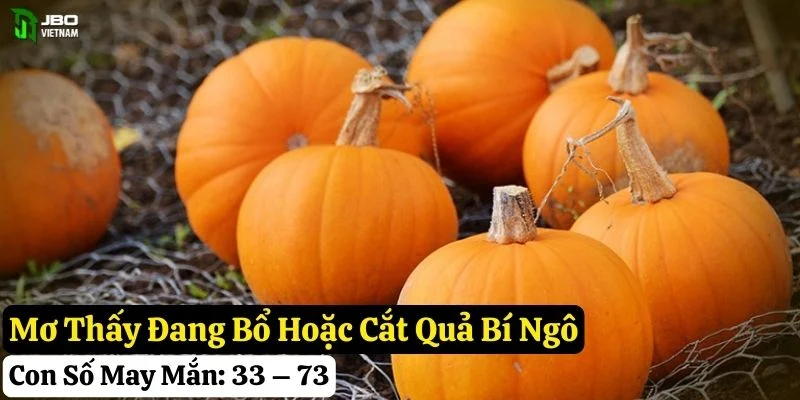 mơ quả bí ngô