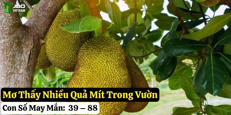 mơ thấy quả mít