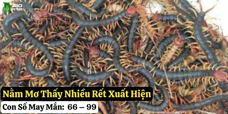 nằm mơ thấy rết