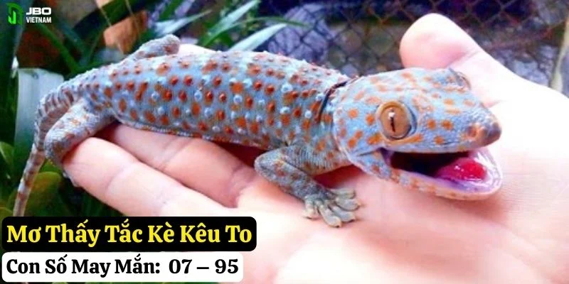 mơ thấy tắc kè