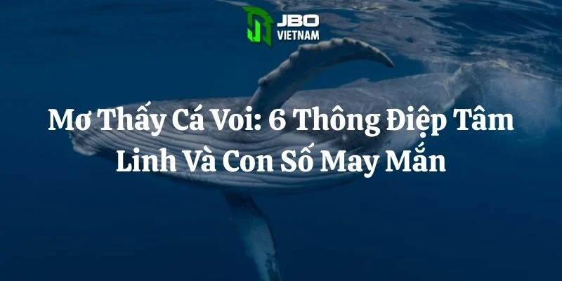 Mơ Thấy Cá Voi: 6 Thông Điệp Tâm Linh Và Con Số May Mắn