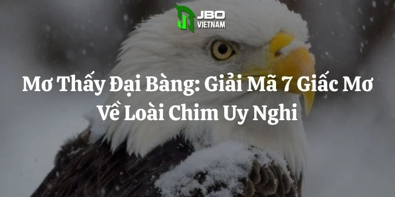 Mơ Thấy Đại Bàng: Giải Mã 7 Giấc Mơ Về Loài Chim Uy Nghi