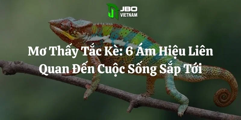 Mơ Thấy Tắc Kè: 6 Ám Hiệu Liên Quan Đến Cuộc Sống Sắp Tới