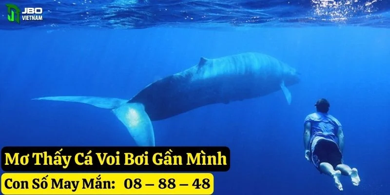 mơ thấy cá voi jbo