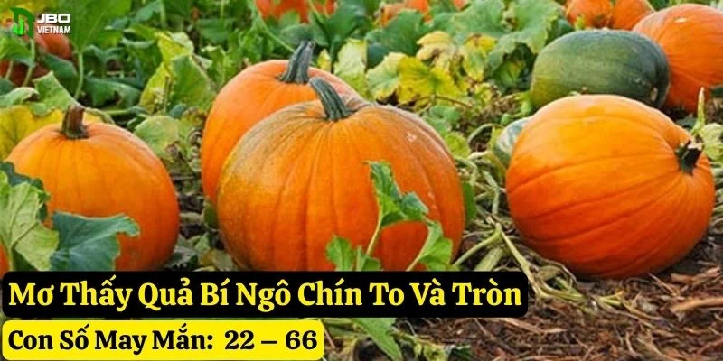 mơ thấy quả bí ngô
