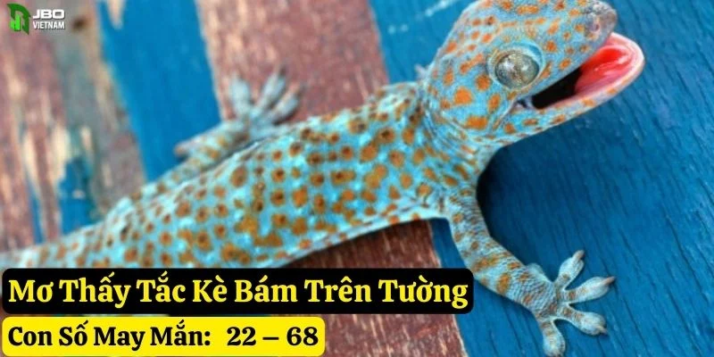 nằm mơ thấy tắc kè