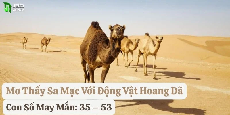 mơ thấy sa mạc jbo