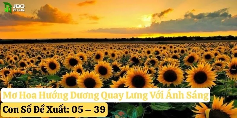 mơ thấy hoa hướng dương