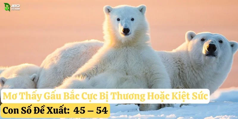 nằm mơ thấy gấu bắc cực