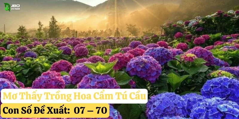 mơ hoa cẩm Tú cầu