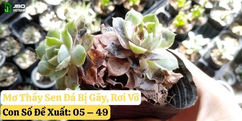 nằm mơ thấy sen đá