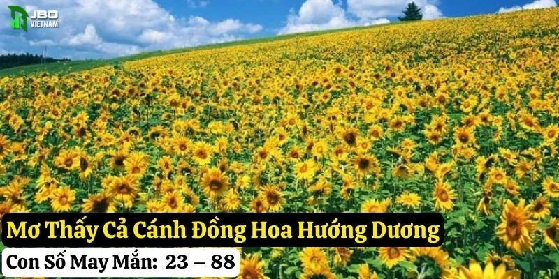 mơ hoa hướng dương