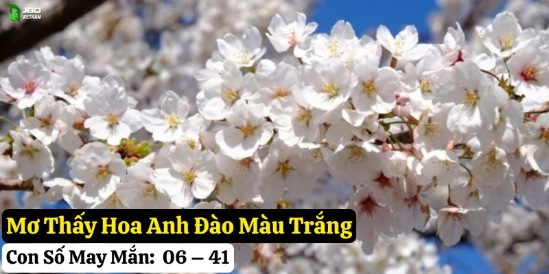 mơ thấy hoa anh đào