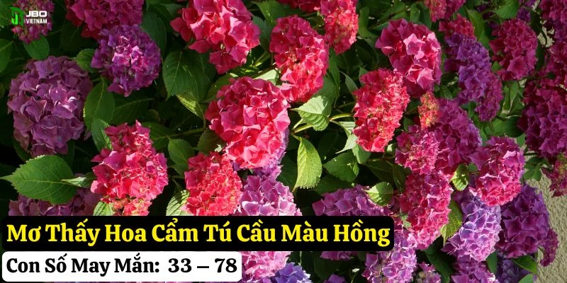 mơ thấy hoa cẩm Tú cầu