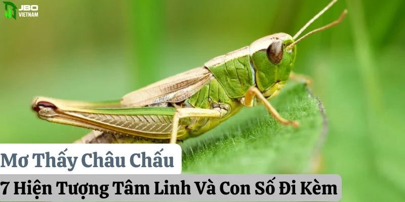 Mơ Thấy Châu Chấu: 7 Hiện Tượng Tâm Linh Và Con Số Đi Kèm