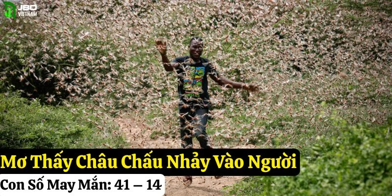 mơ thấy châu chấu