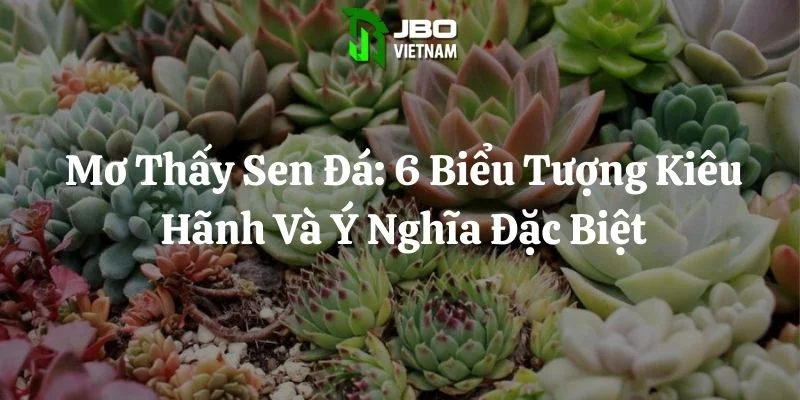 Mơ Thấy Sen Đá: 6 Biểu Tượng Kiêu Hãnh Và Ý Nghĩa Đặc Biệt