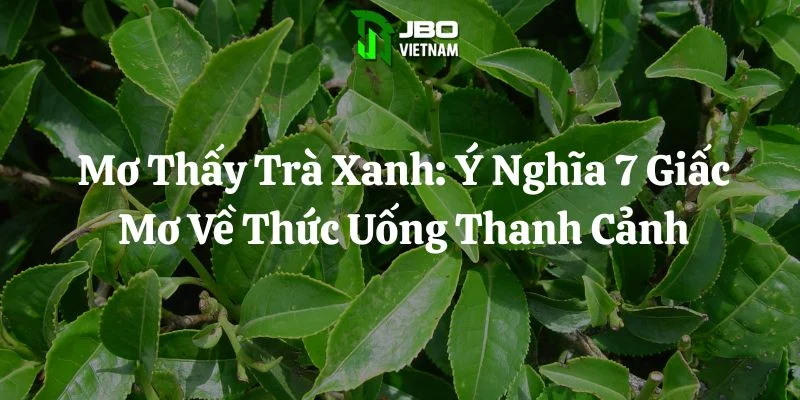 Mơ Thấy Trà Xanh: Ý Nghĩa 7 Giấc Mơ Về Thức Uống Thanh Cảnh