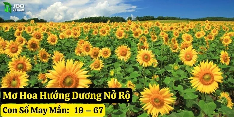 mơ hoa hướng dương jbo