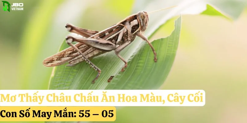 nằm mơ thấy châu chấu