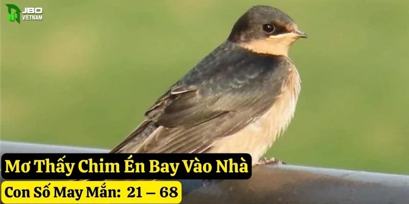 mơ thấy chim én jbo