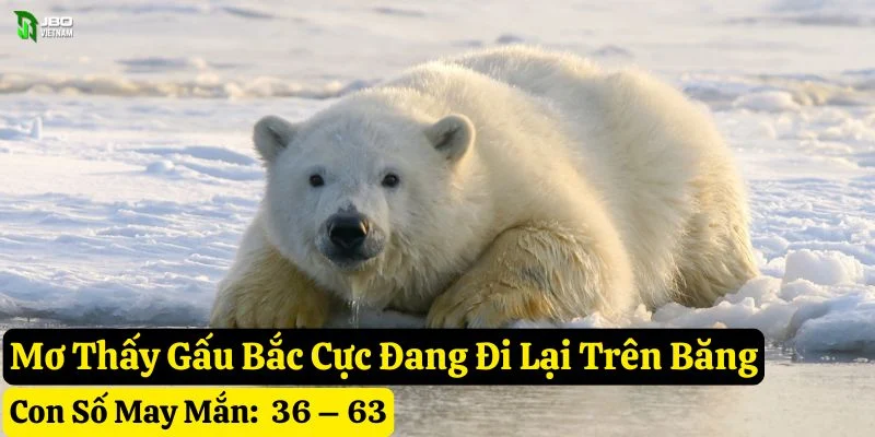 mơ thấy gấu bắc cực jbo