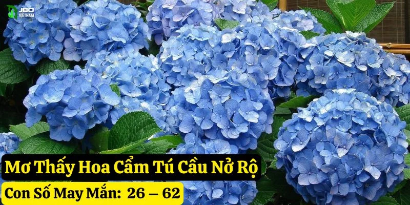 mơ thấy hoa cẩm Tú cầu jbo